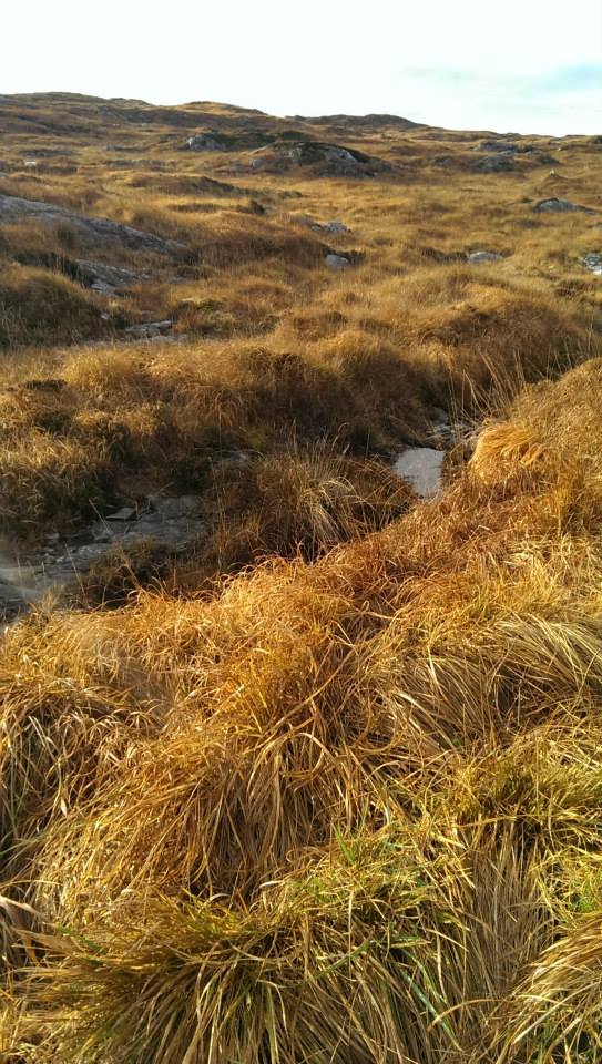 Connemara Bogland
